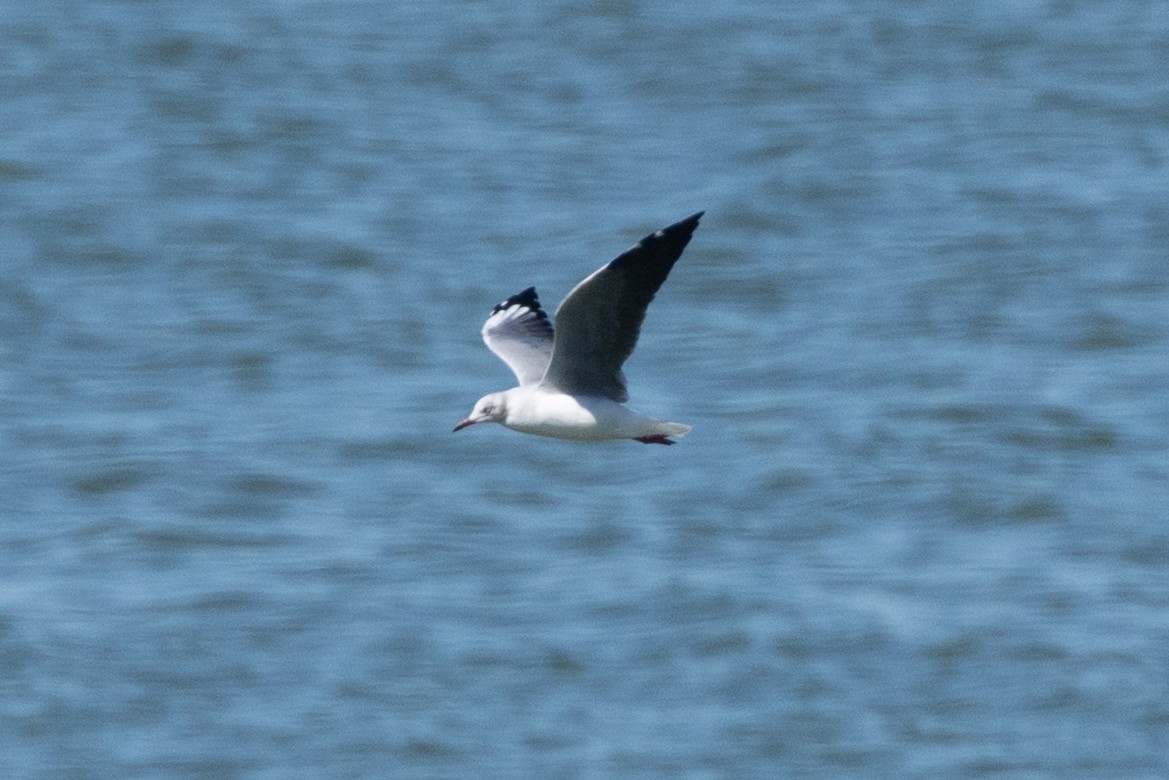 Gray-hooded Gull - ML639763651