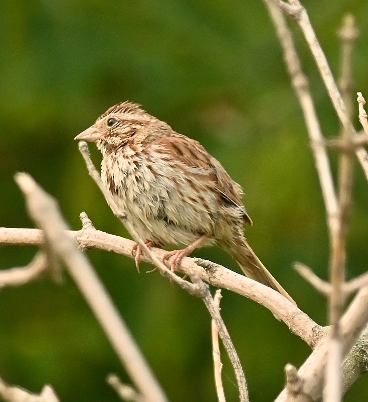 Song Sparrow - ML639763652