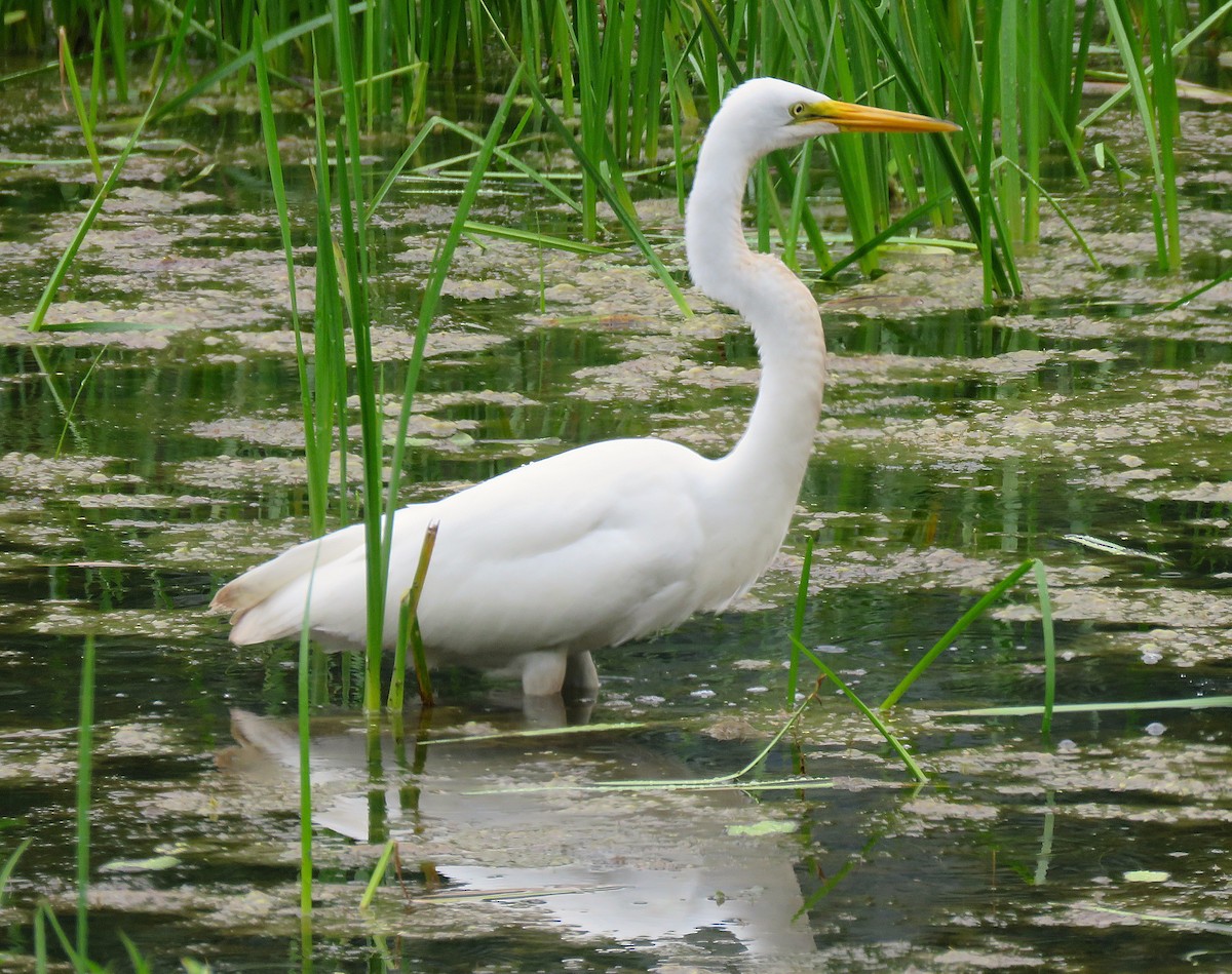 Great Egret - ML639763668