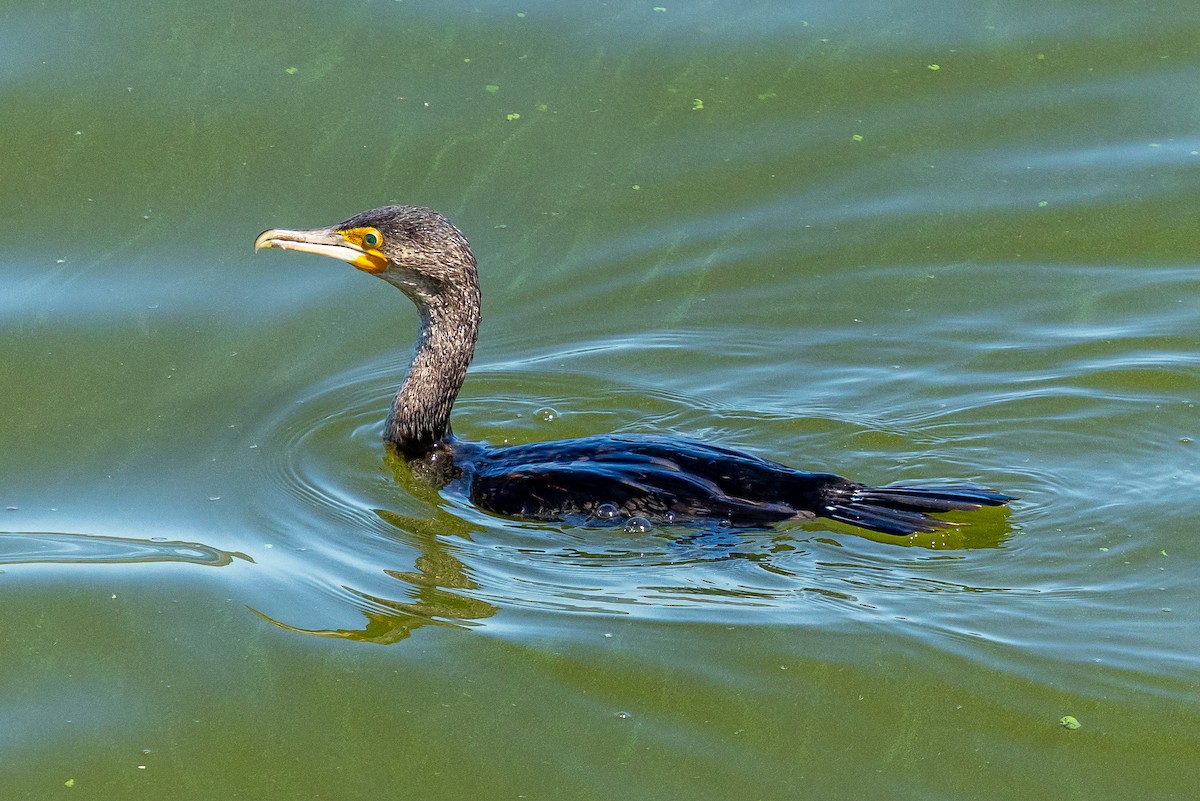 Great Cormorant (White-breasted) - ML639763672