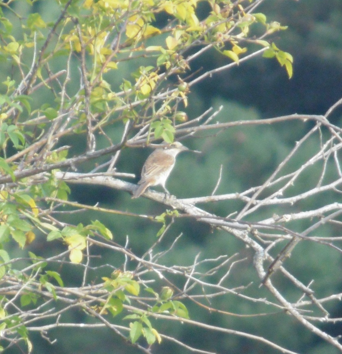 セアカモズ - ML639763687