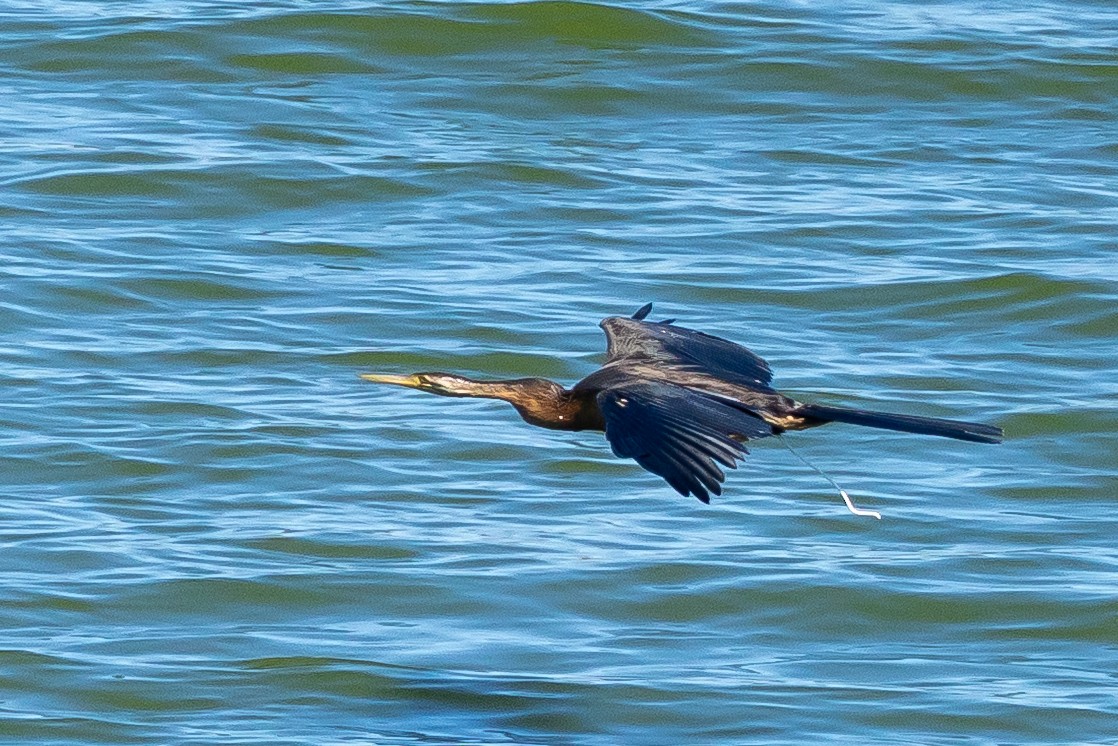 African Darter - ML639763688