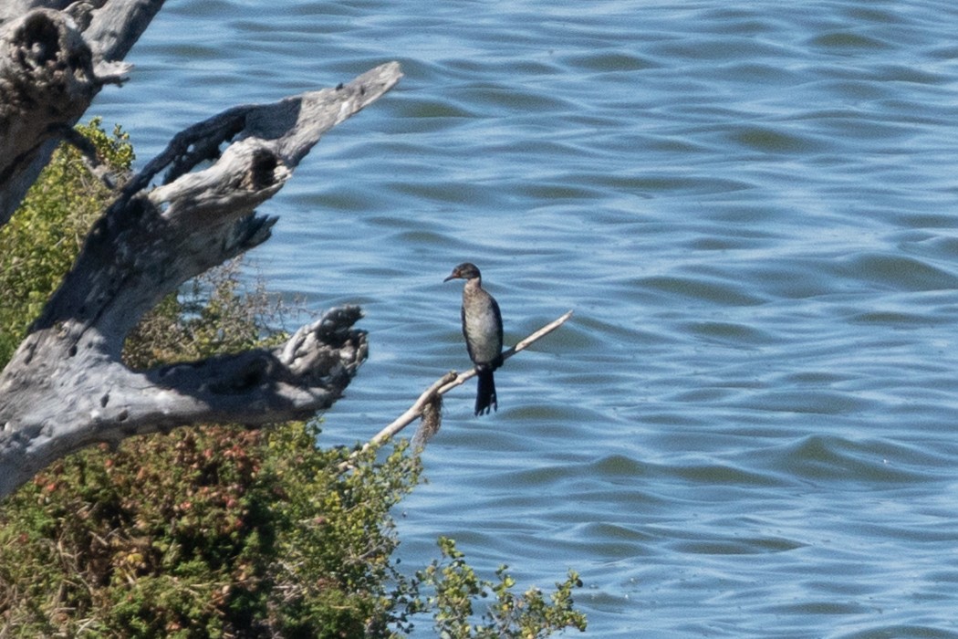 Reed Cormorant - ML639763694