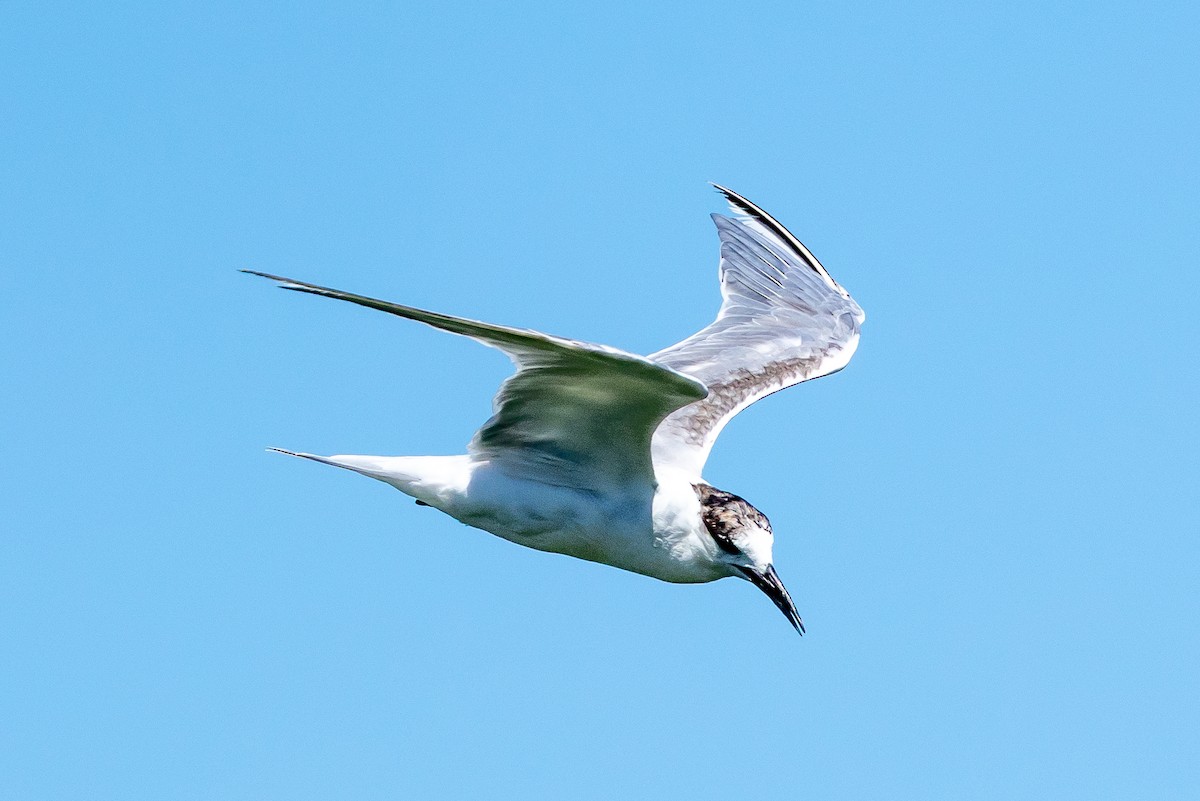 Common Tern - ML639763729
