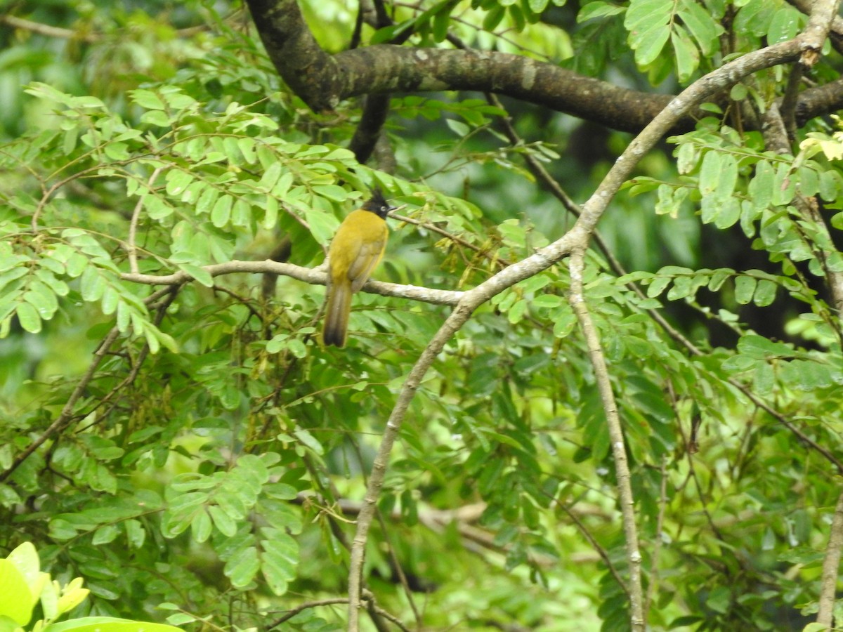 Black-crested Bulbul - ML639763736