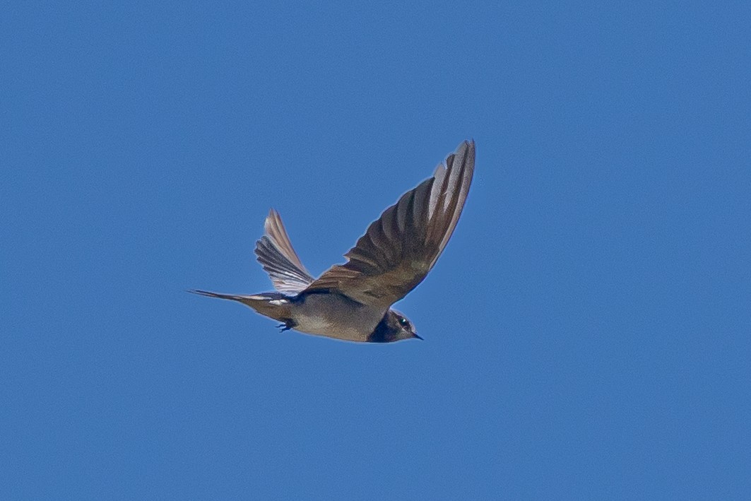 Barn Swallow - ML639763737