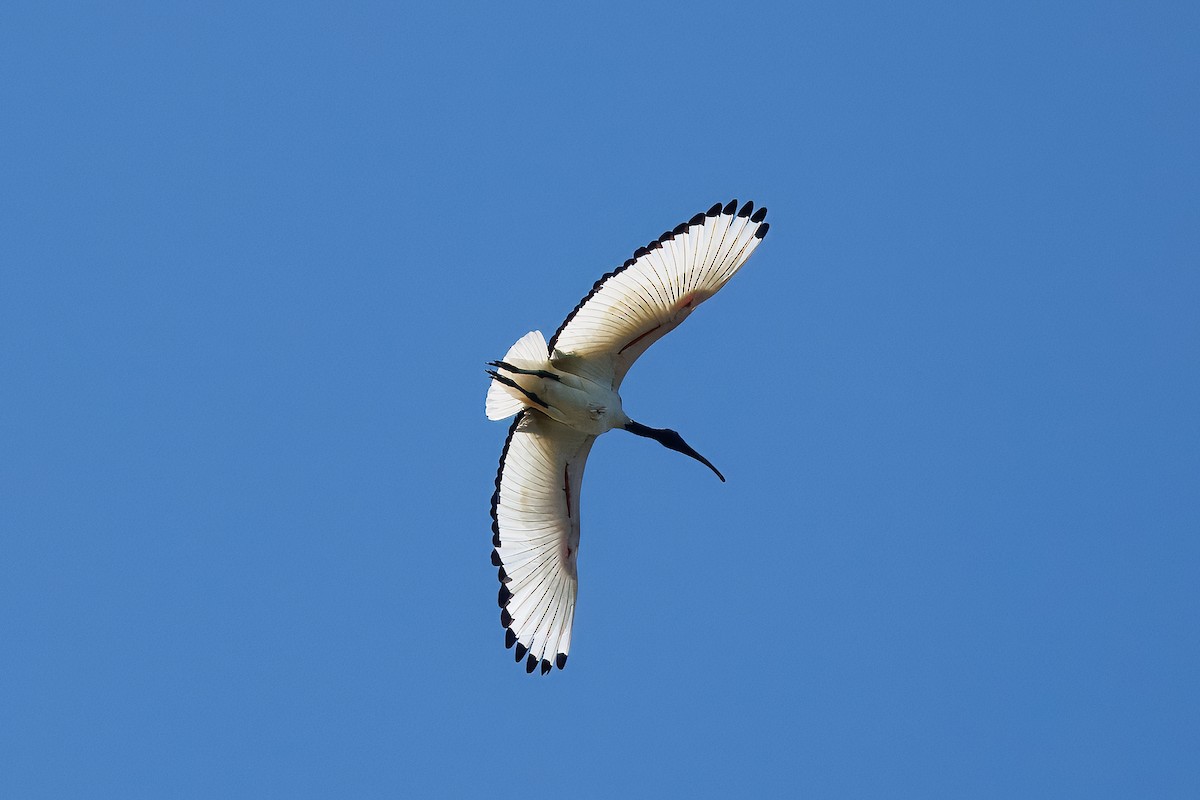 African Sacred Ibis - ML639763749