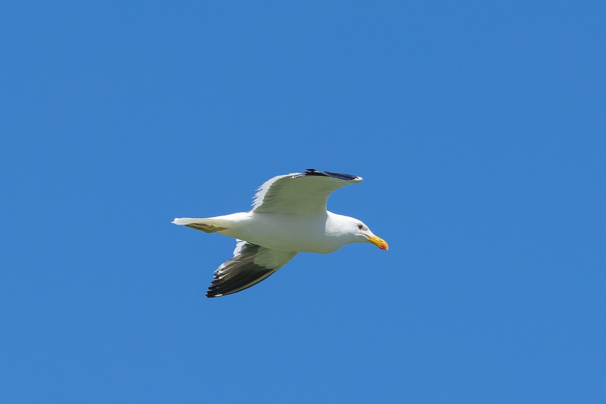 Kelp Gull - ML639763765