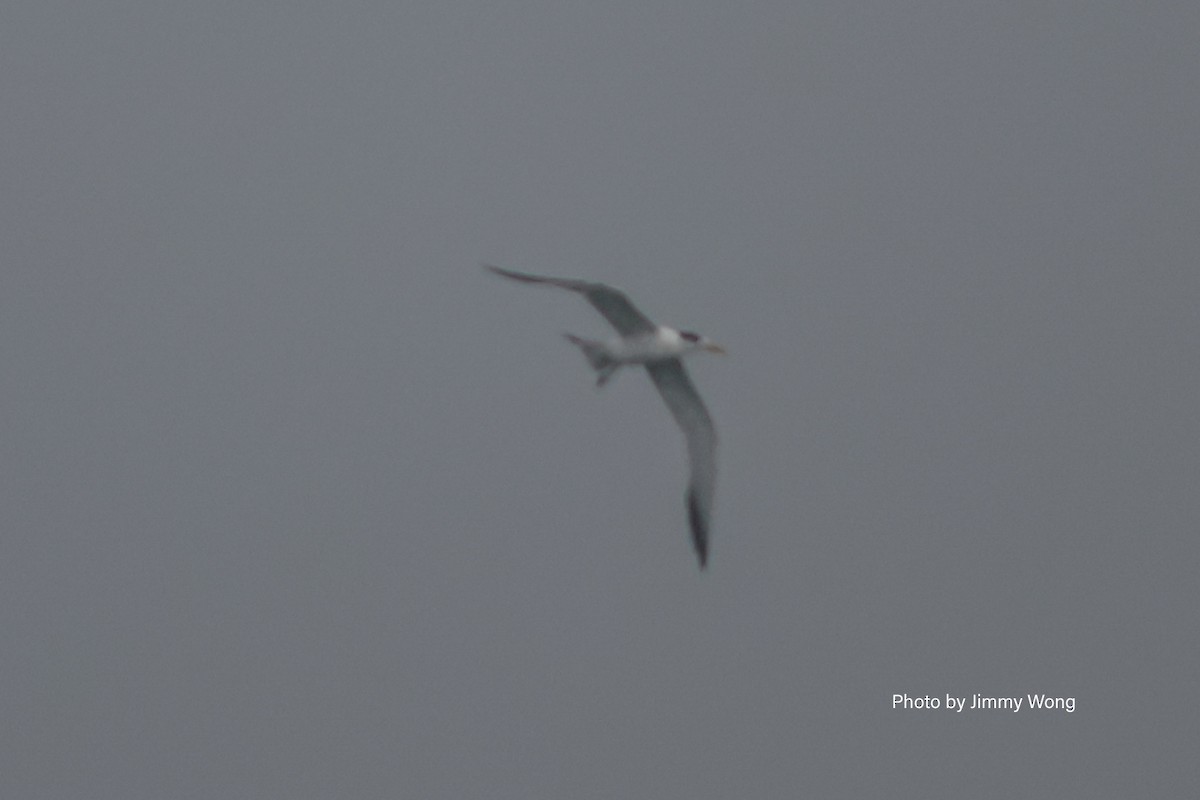 Great Crested Tern - ML639763772