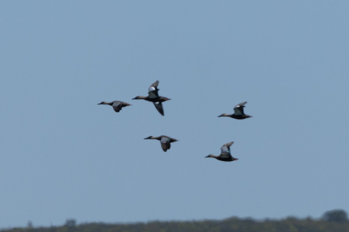 Cape Shoveler - ML639763817