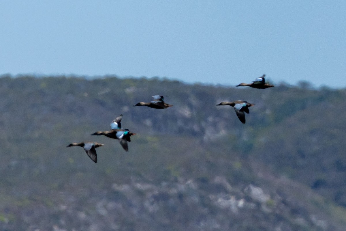 Cape Shoveler - ML639763820