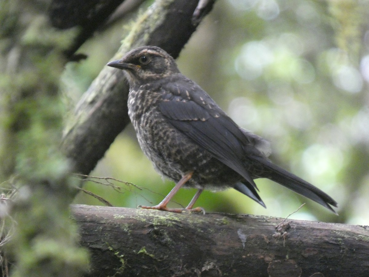 Sooty Thrush - ML639763821