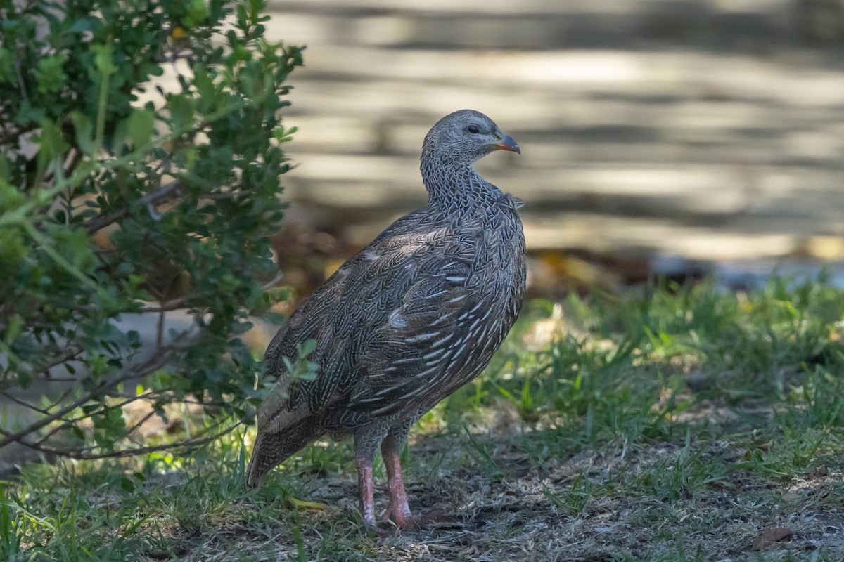Cape Spurfowl - ML639763827