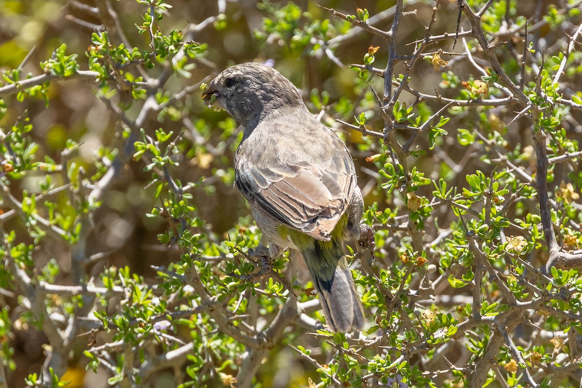 White-throated Canary - ML639763831