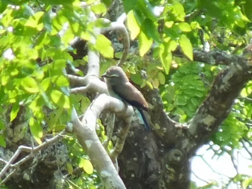 Racket-tailed Roller - ML639763840