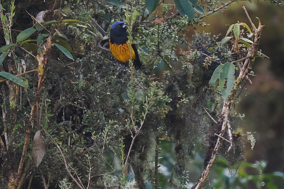 Golden-backed Mountain Tanager - ML639763941