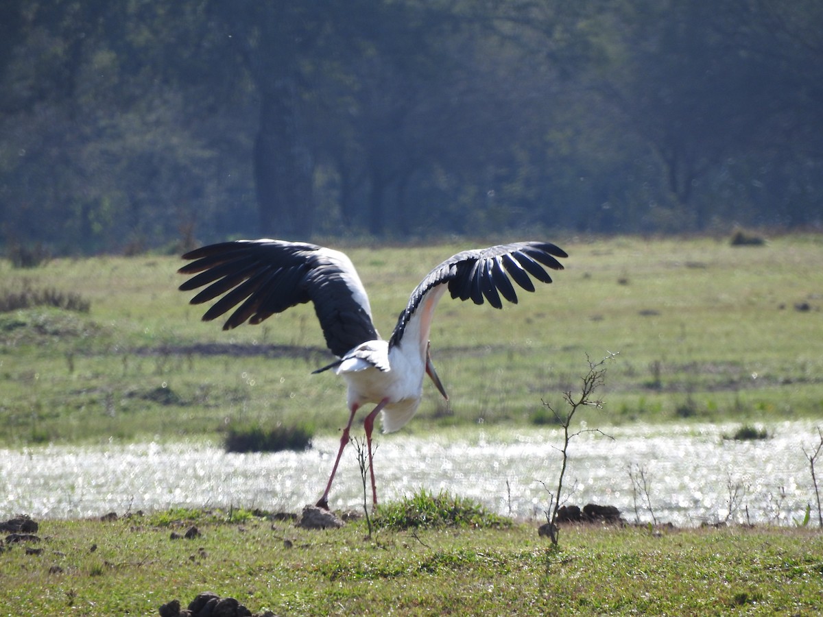 Maguari Stork - ML639763957