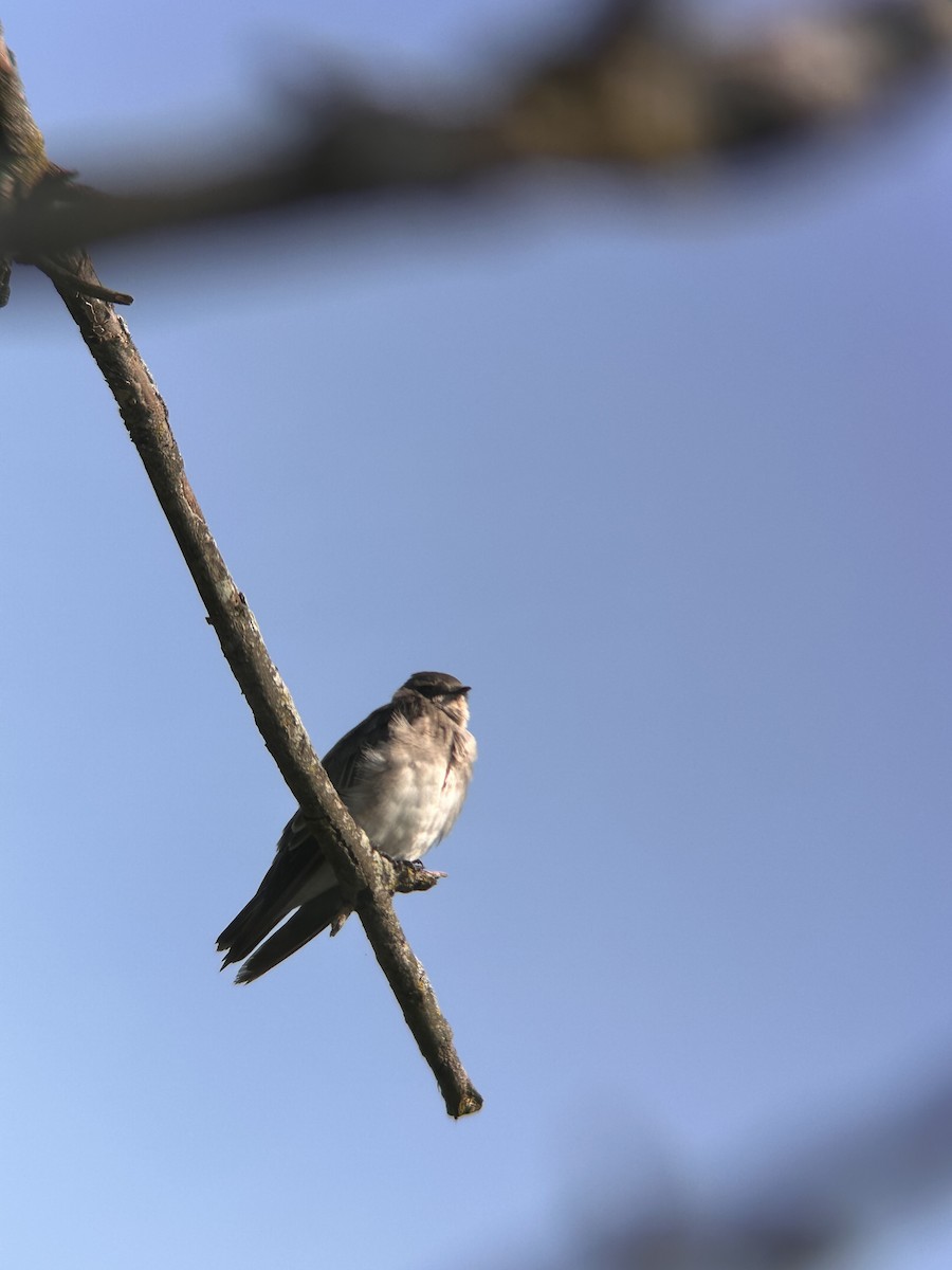 Bank Swallow - ML639763983