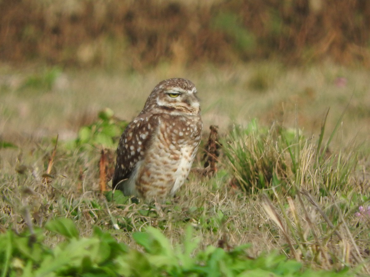 Burrowing Owl - ML639763985