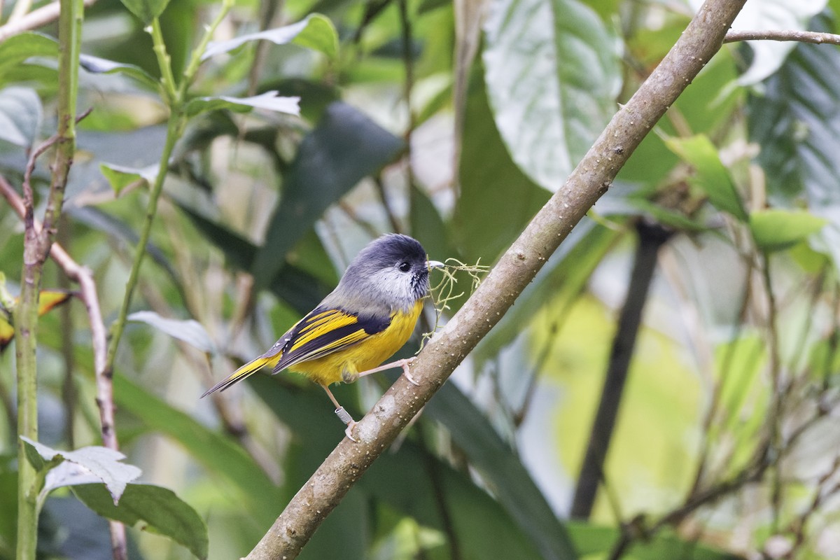 Golden-breasted Fulvetta - ML639764014