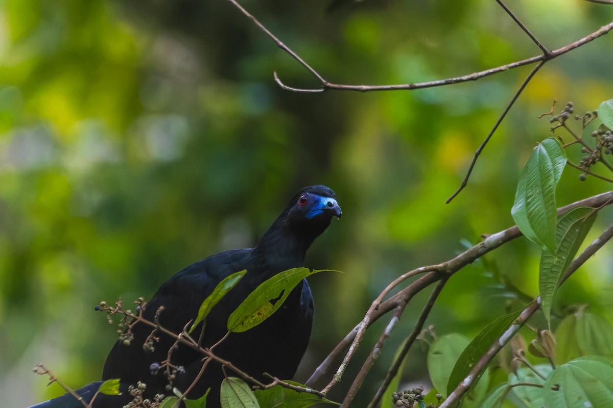 Schwarzguan - ML639764062
