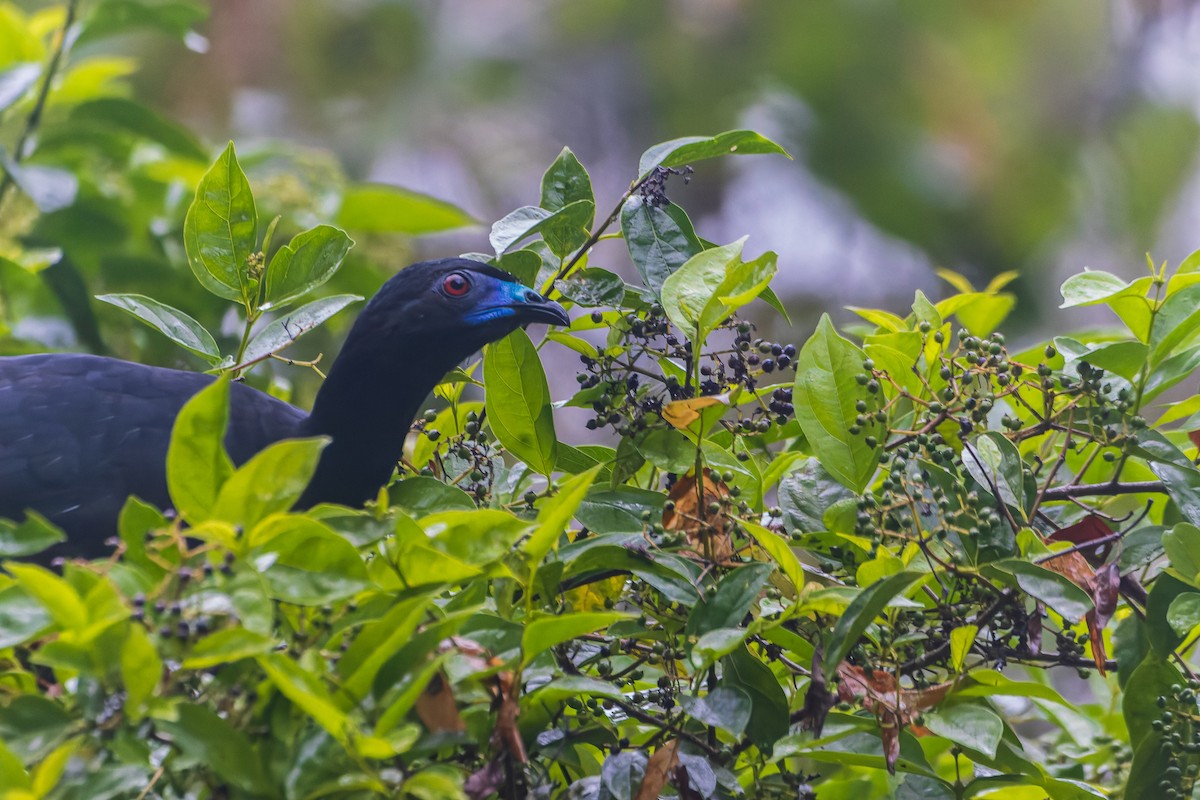 Schwarzguan - ML639764063