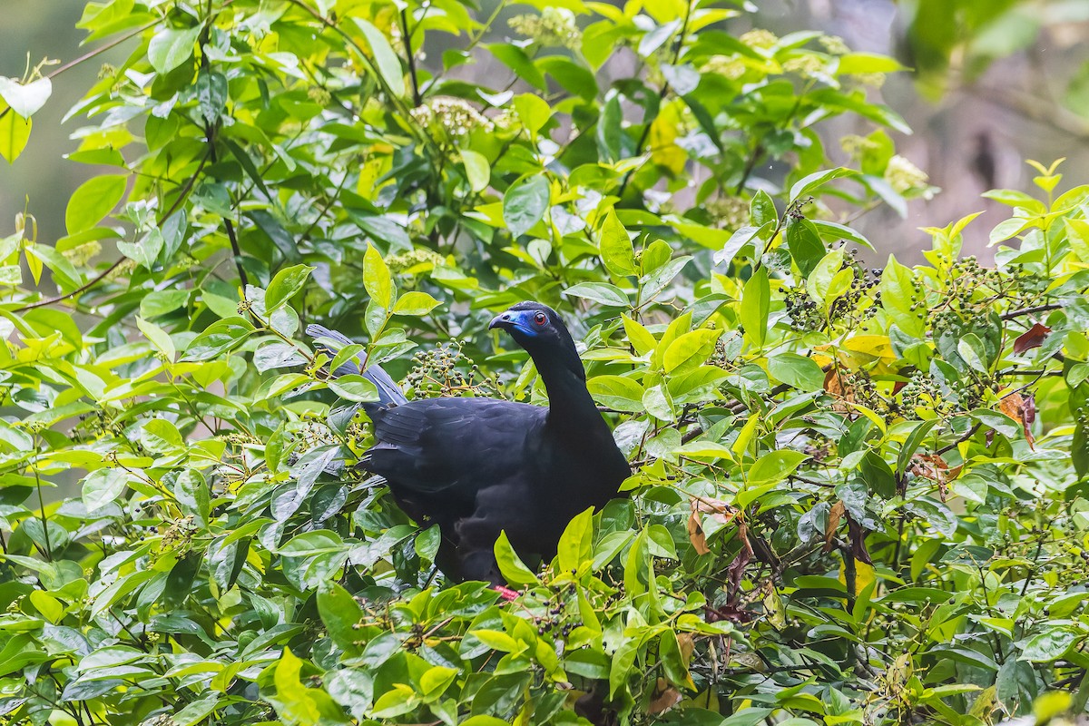 Schwarzguan - ML639764064