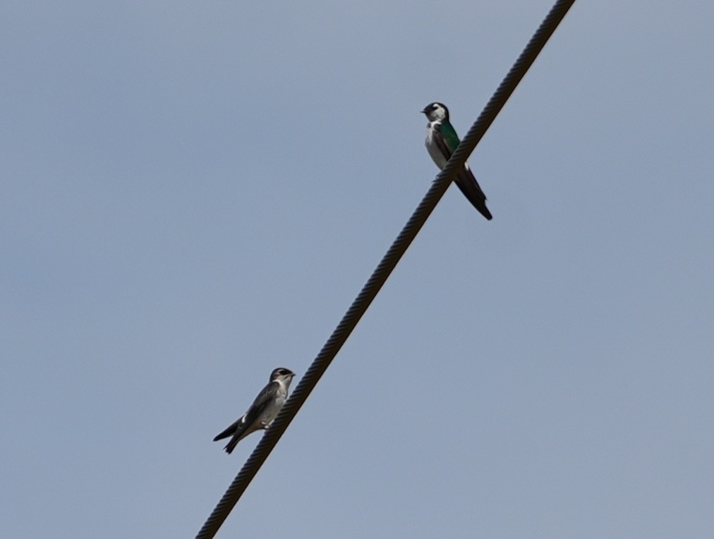 Violet-green Swallow - ML639764071