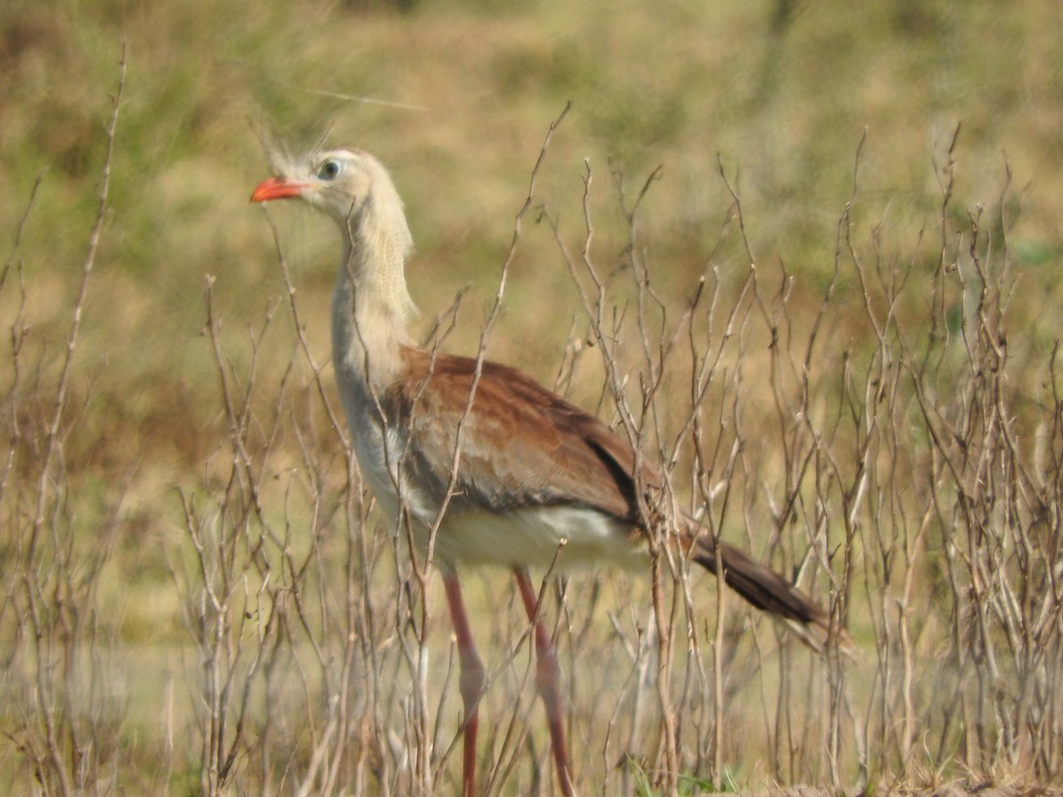 Red-legged Seriema - ML639764095