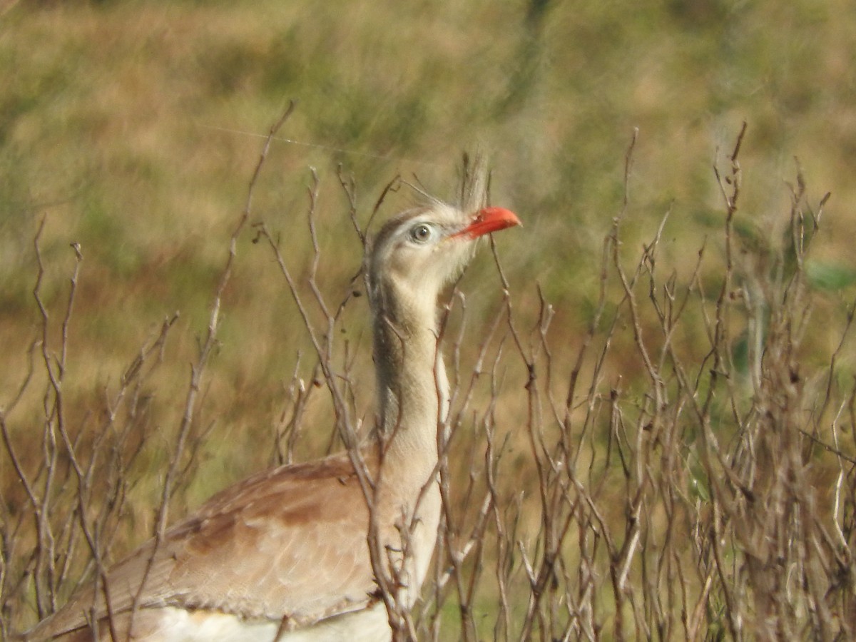 Red-legged Seriema - ML639764112