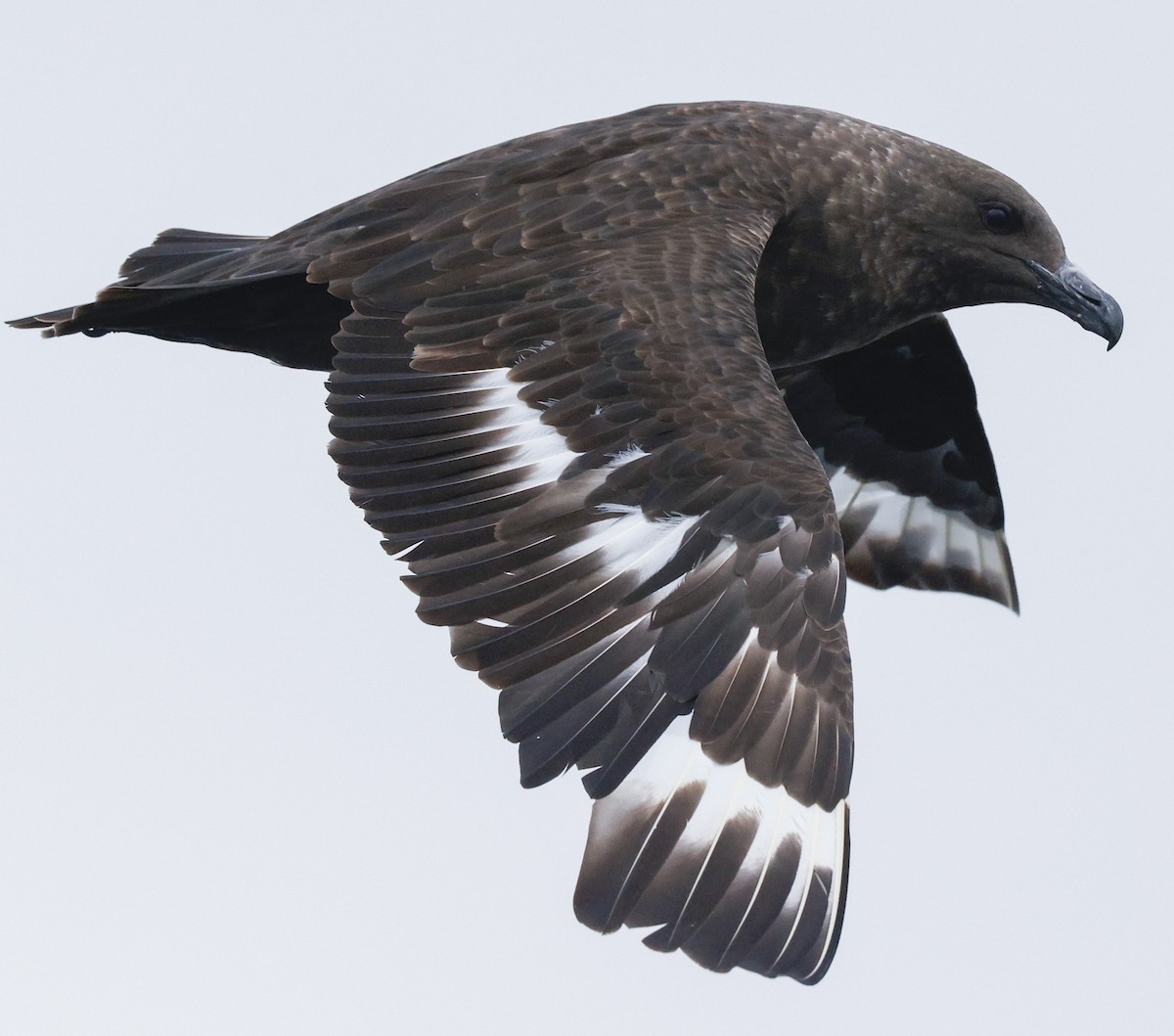 South Polar Skua - ML639764113