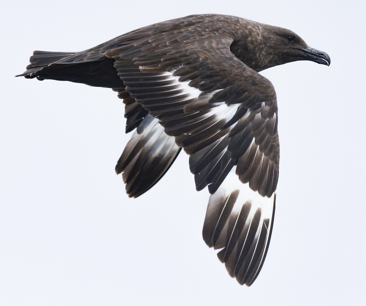 South Polar Skua - ML639764132