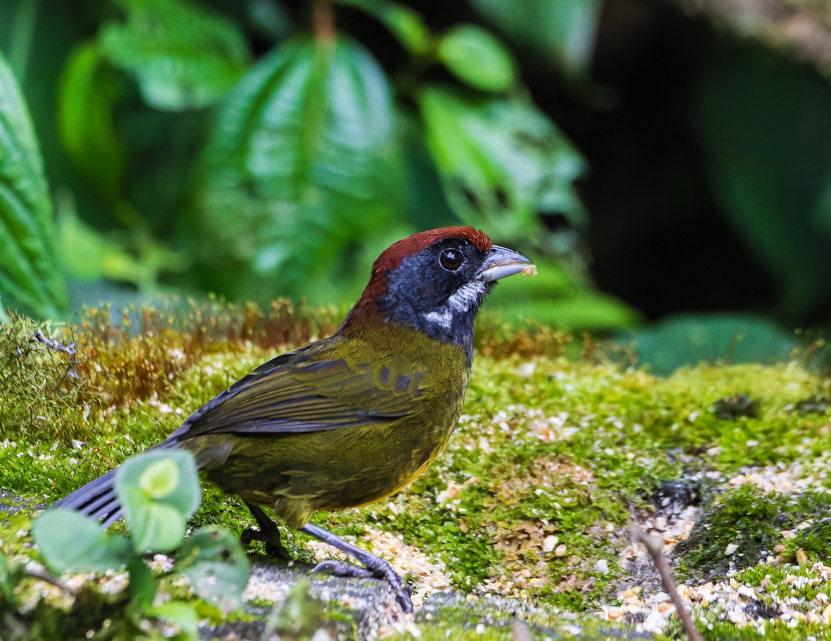 Sooty-faced Finch - ML639764139