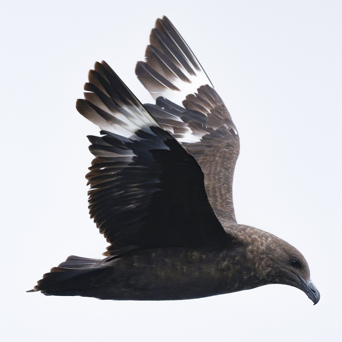 South Polar Skua - ML639764182