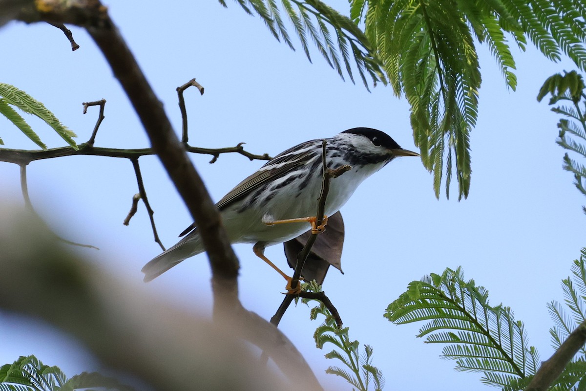 Blackpoll Warbler - ML639764236