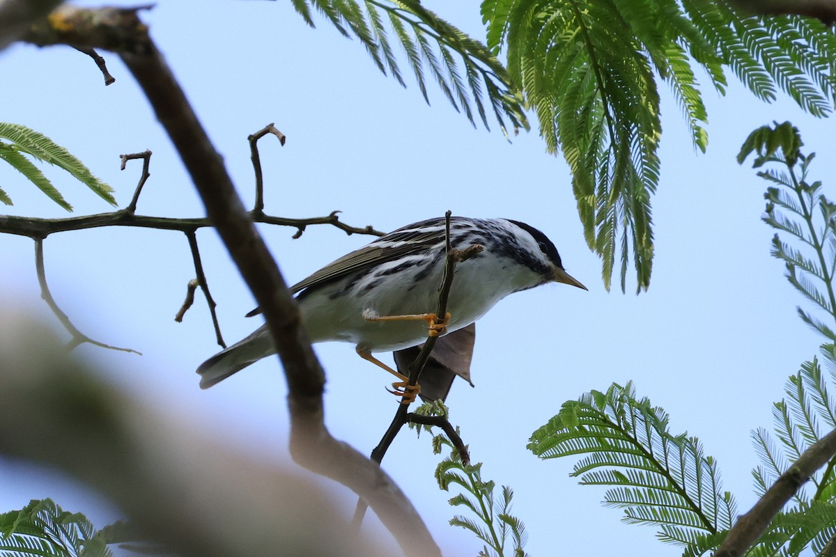 Blackpoll Warbler - ML639764237