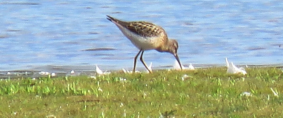 Stilt Sandpiper - ML639764291