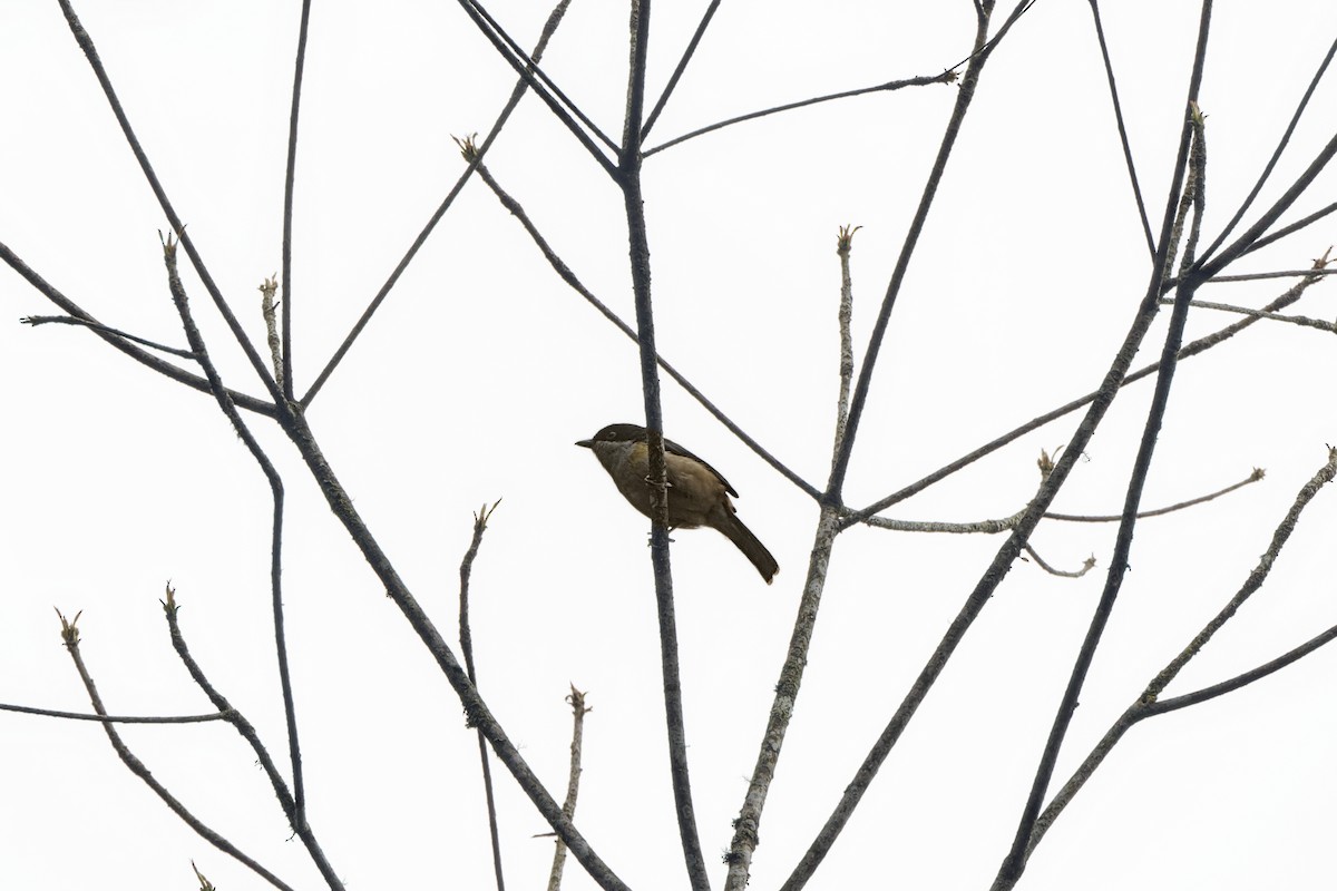Black-headed Shrike-Babbler - ML639764295