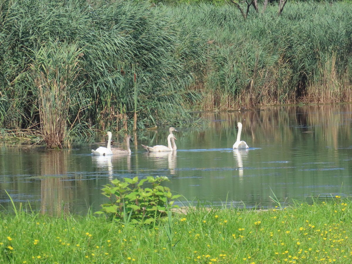 Cygne tuberculé - ML639764297