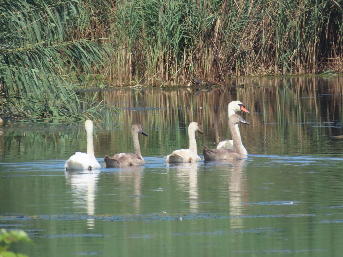 Cygne tuberculé - ML639764298