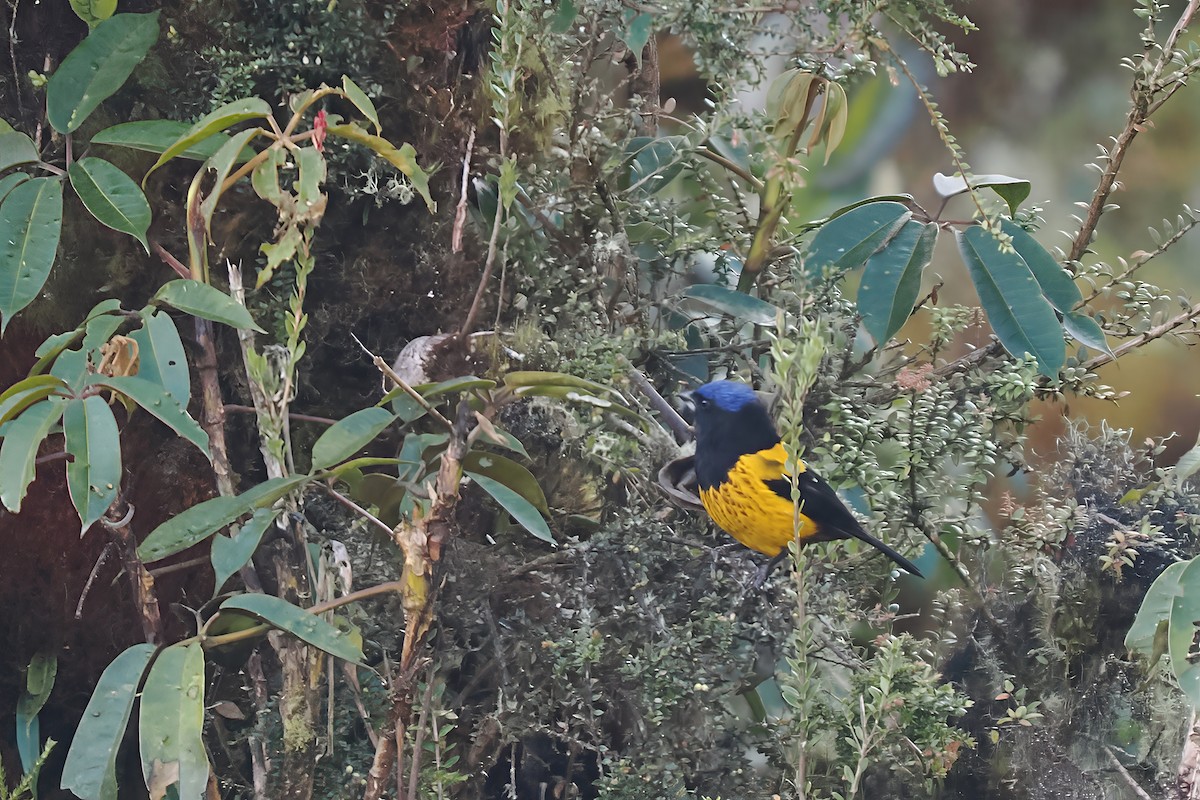 Golden-backed Mountain Tanager - ML639764306