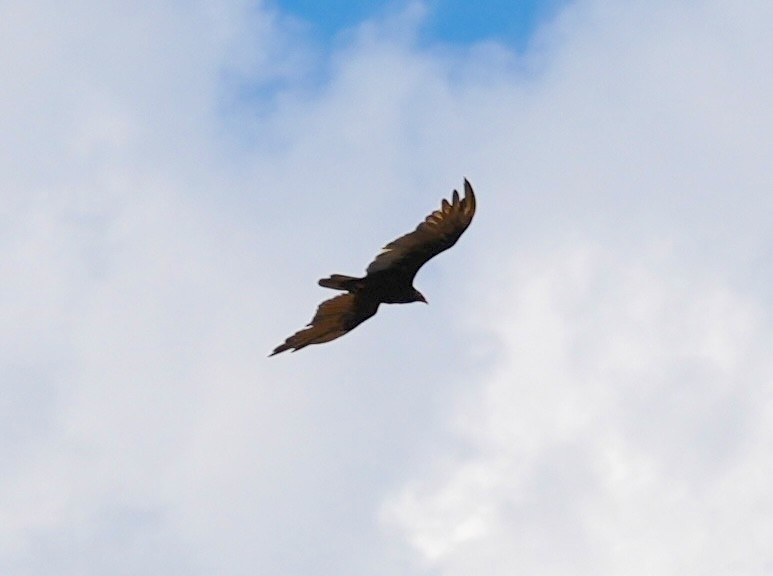 Turkey Vulture - ML639764369