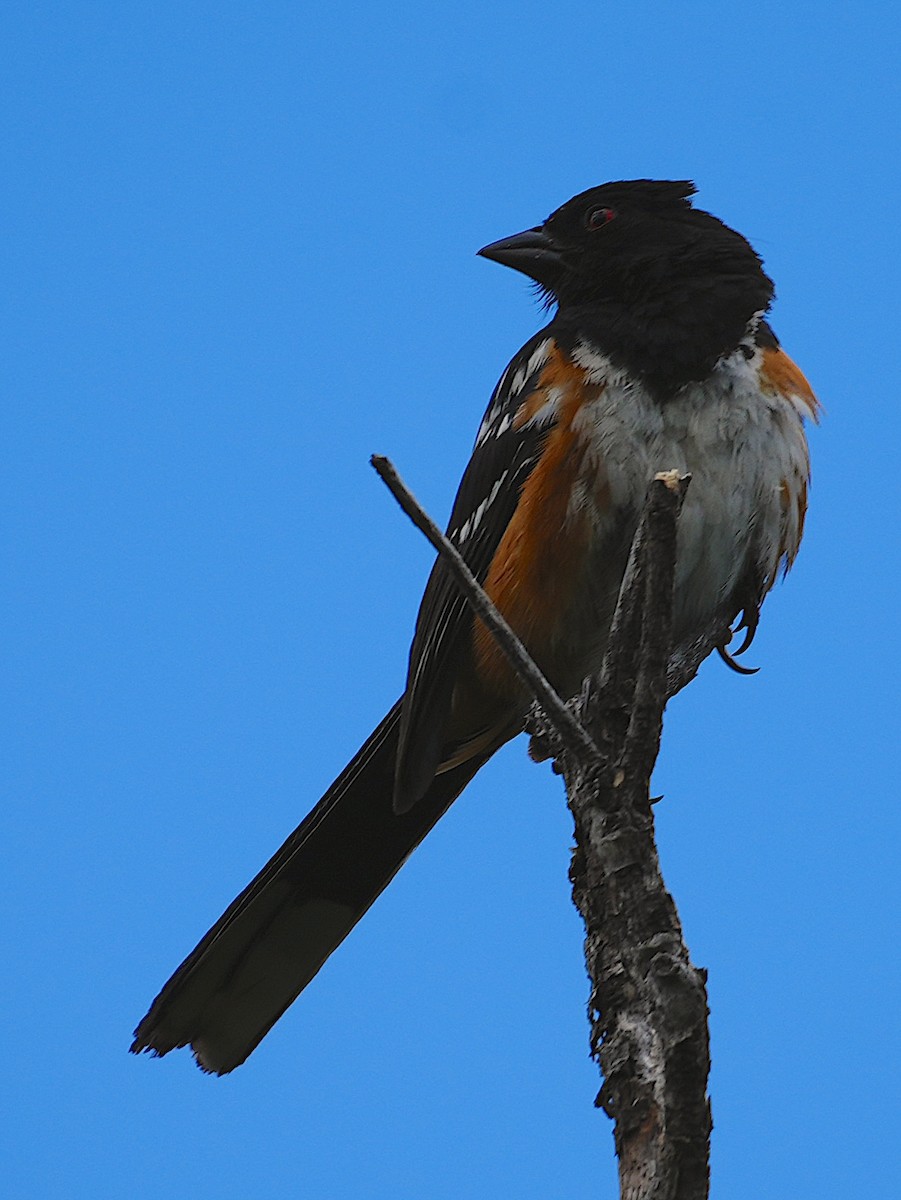 Spotted Towhee - ML639764485