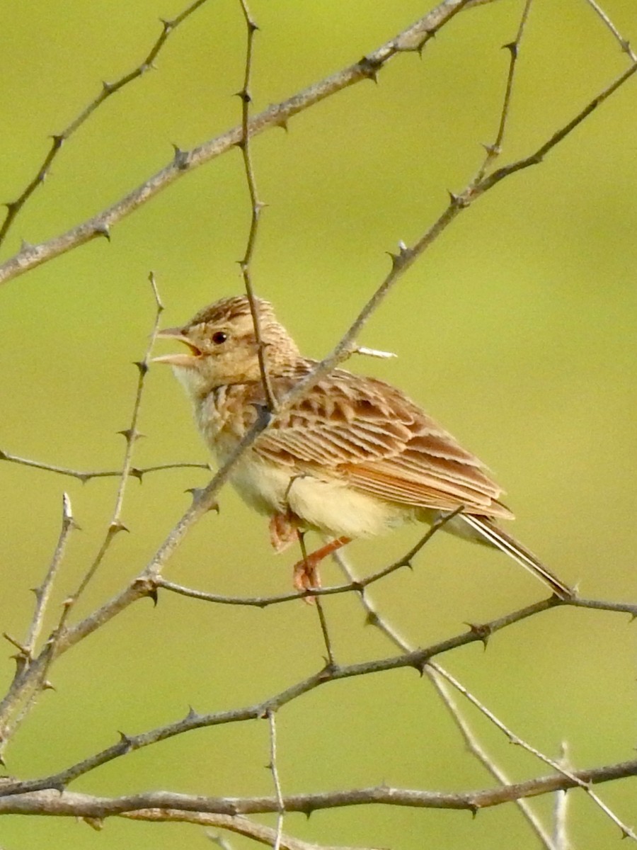 Singing Bushlark - ML639764515