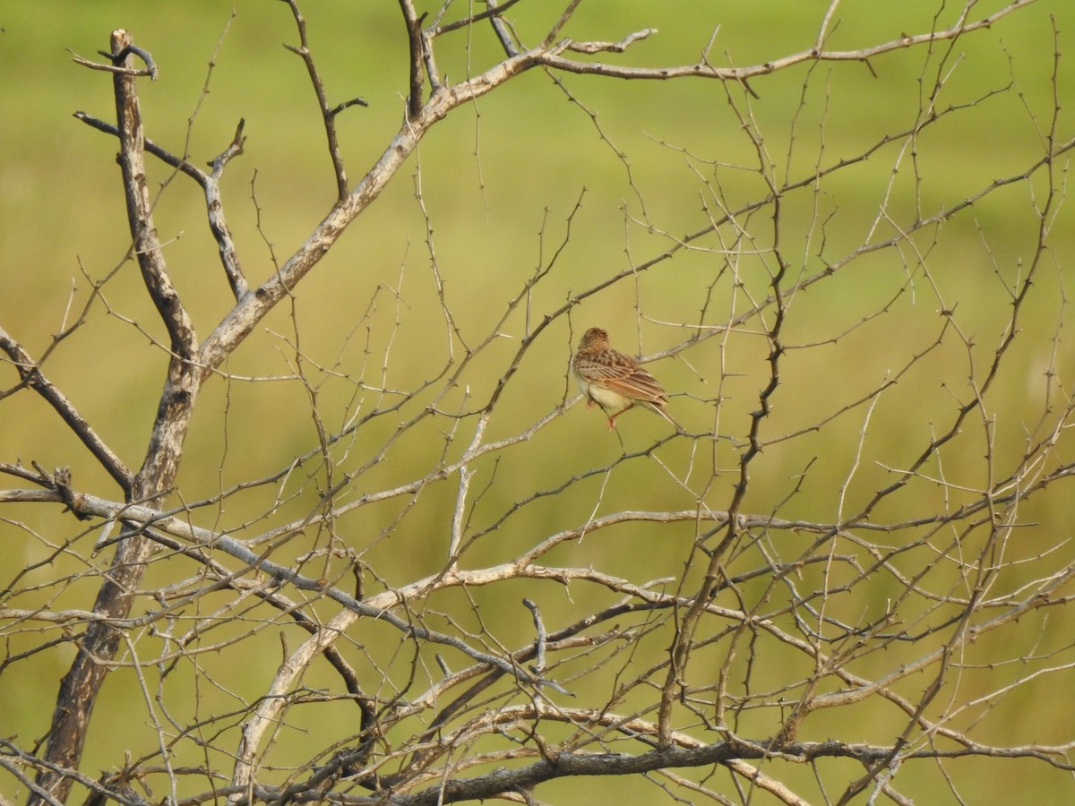 Singing Bushlark - ML639764516