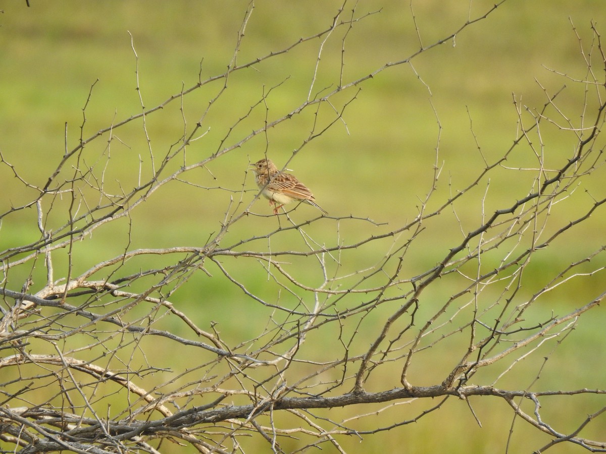 Singing Bushlark - ML639764517