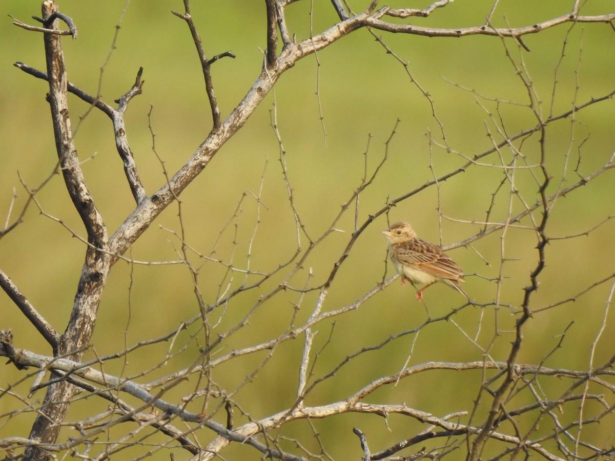 Singing Bushlark - ML639764518