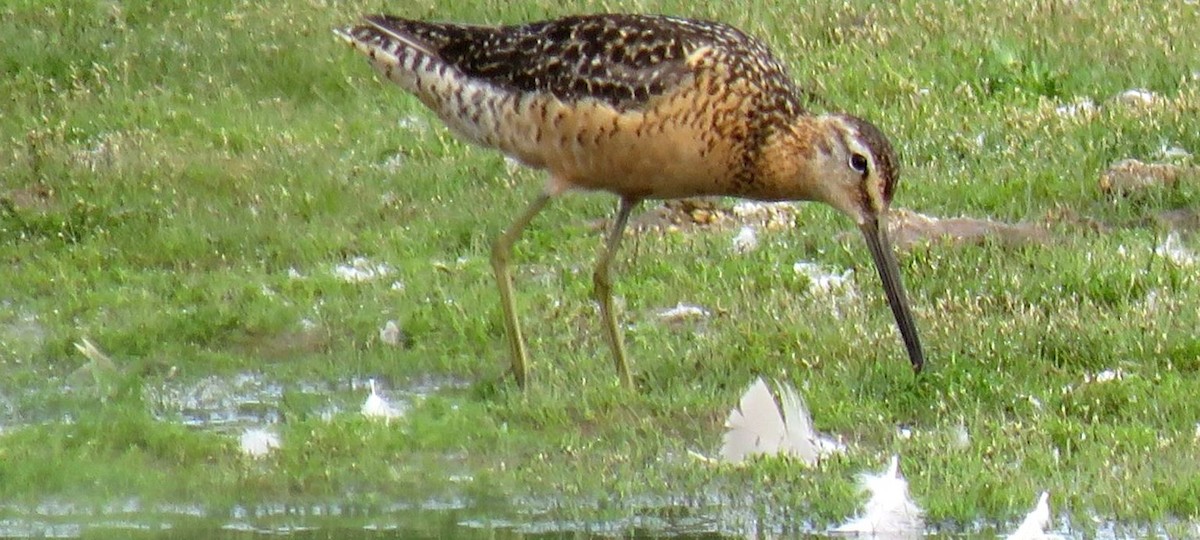 Long-billed Dowitcher - ML639764541