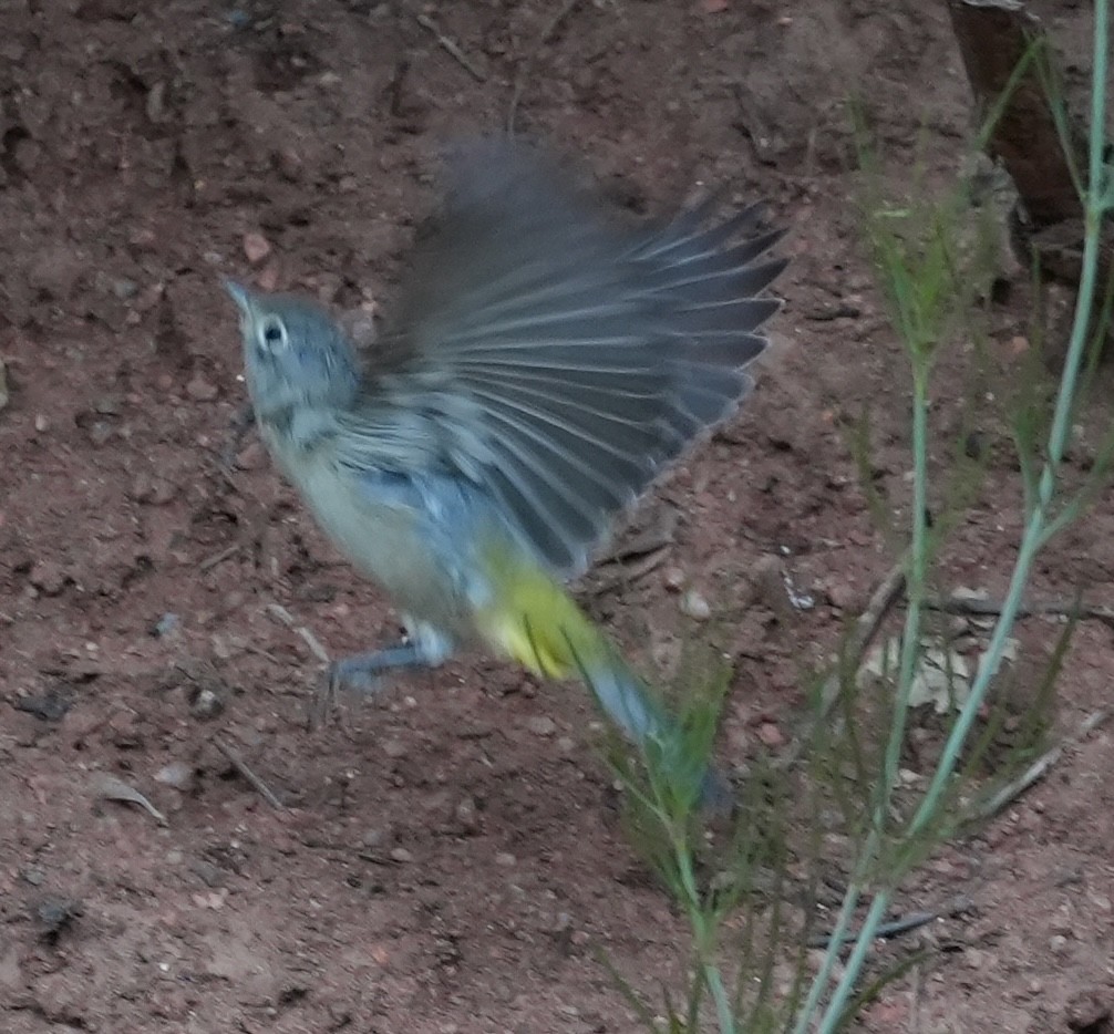 Virginia's Warbler - ML639764631