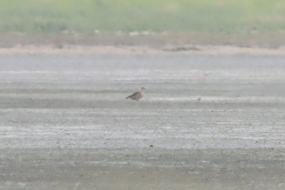 Parasitic Jaeger - ML639764708